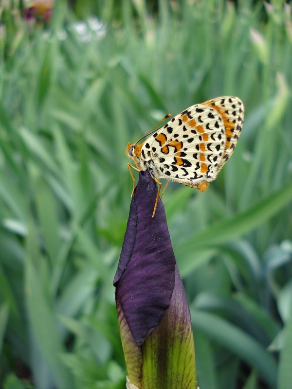 Schmetterling auf einer Schwertlilienknospe