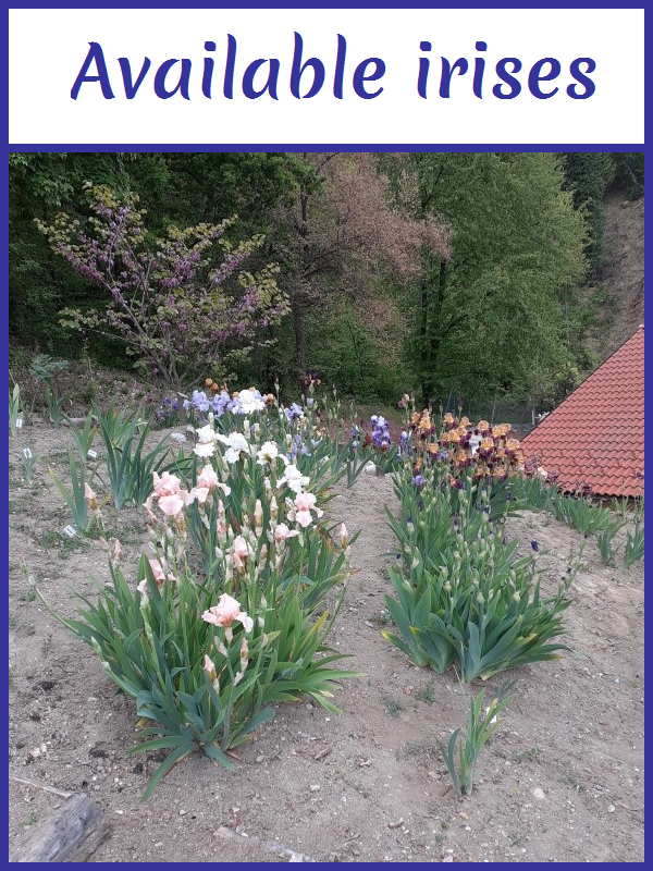 Image with link to available irises