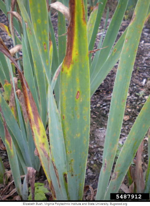 Rizoma di iris barbata attaccato da eterosporiosi
