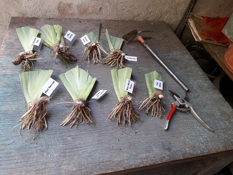 Rizomi di iris barbate pronti per la piantagione