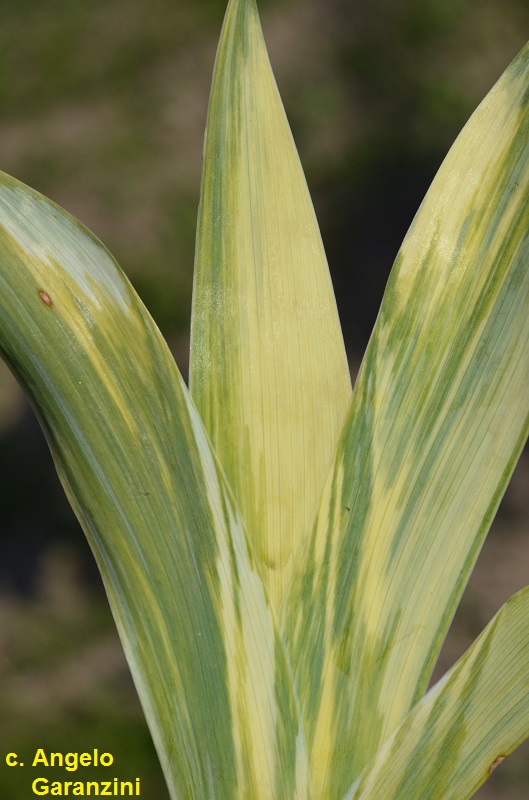 Foglie di iris barbata attaccate dalla virosi