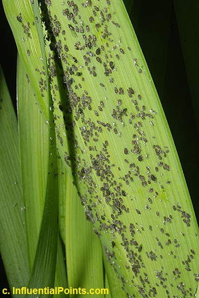 Foglie di iris barbata attaccate dagli afidi