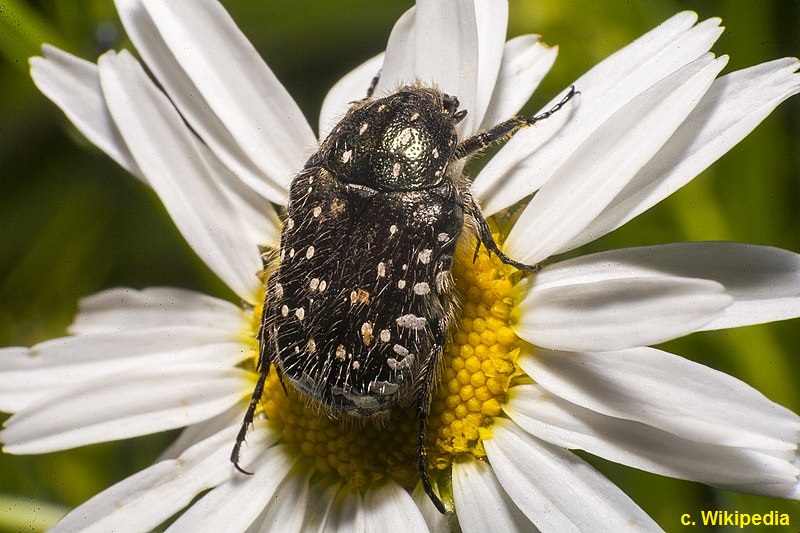 Cetoniella, oxythyrea funesta. Uno dei flagelli delle iris barbate