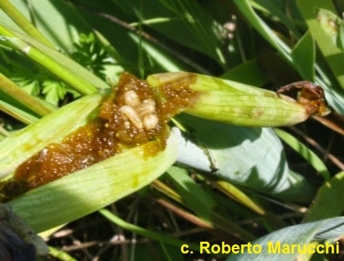 Larve di mosca delle iris