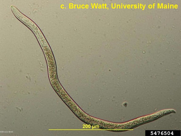 Nematode dello stelo e del bulbo