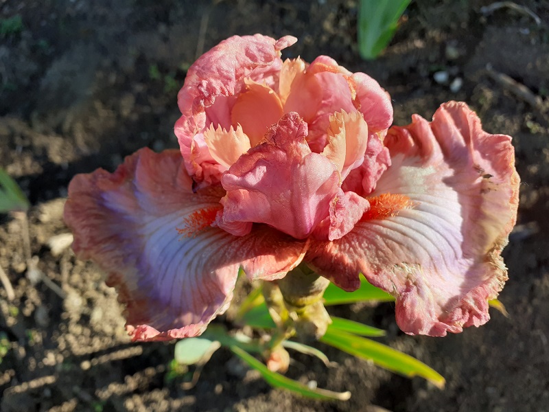 Fiore di iris danneggiato dal gelo