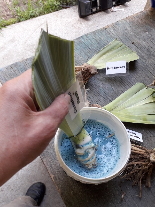 Concia dei rizomi di iris barbate con poltiglia bordolese