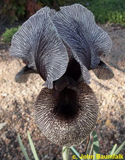 Iris arillata kirkwoodii