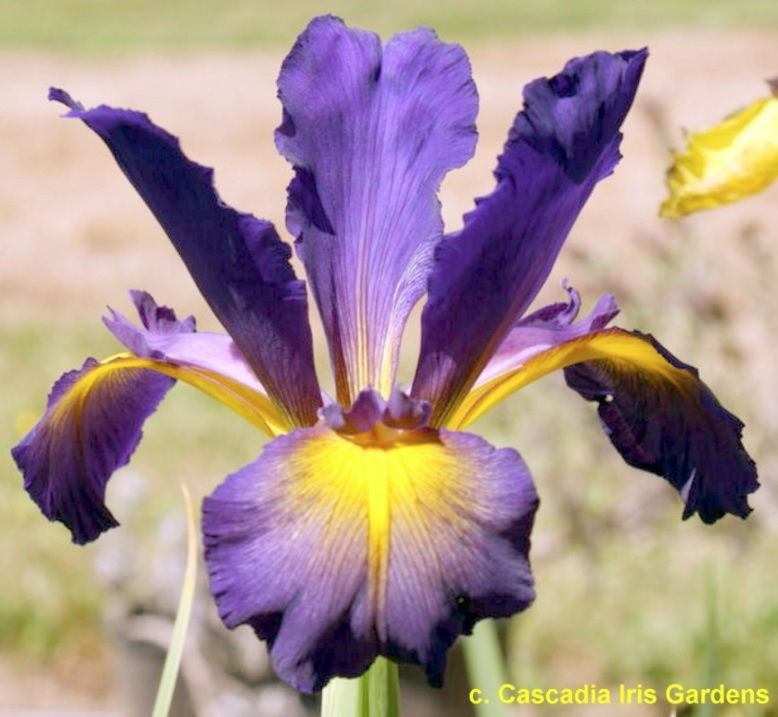 Un fiore di iris spuria