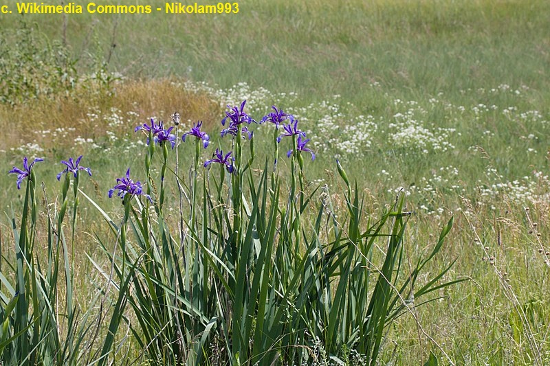 Iris spuria in natura