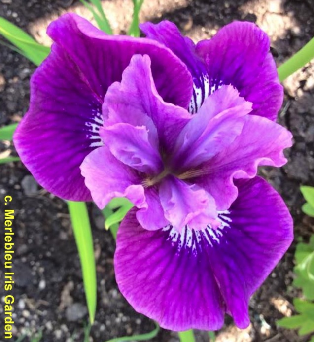 Un fiore di iris siberiana