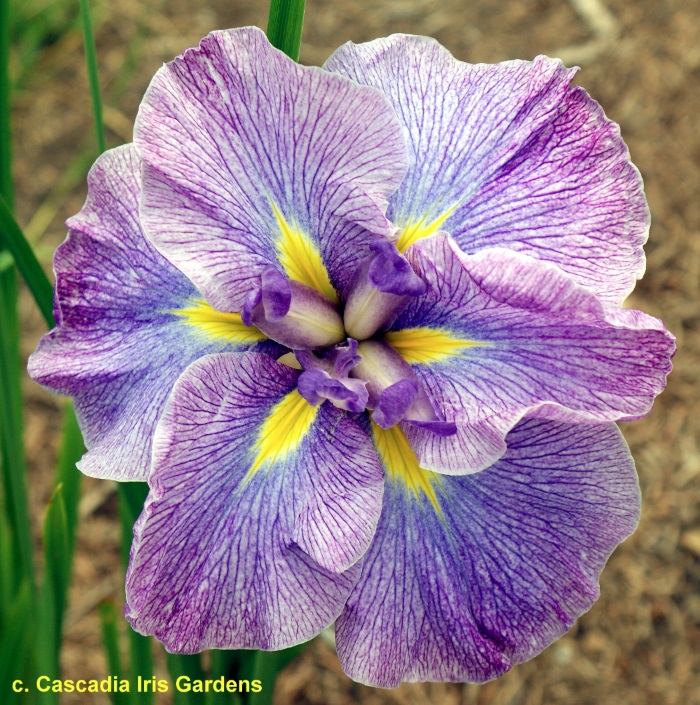 Un fiore di iris giapponese