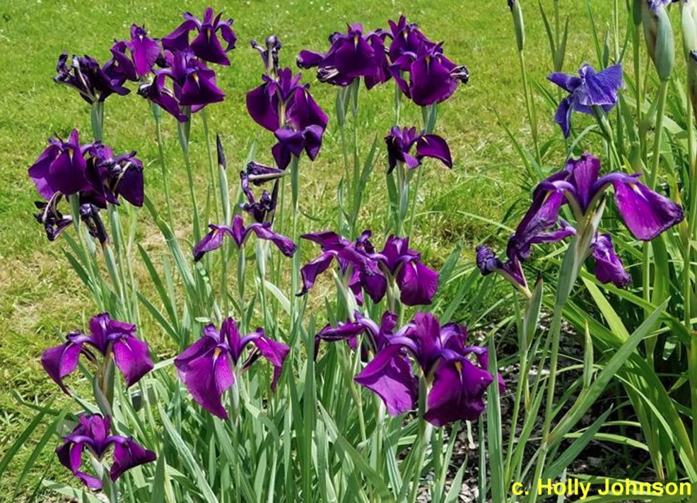 Un cespo di iris giapponesi