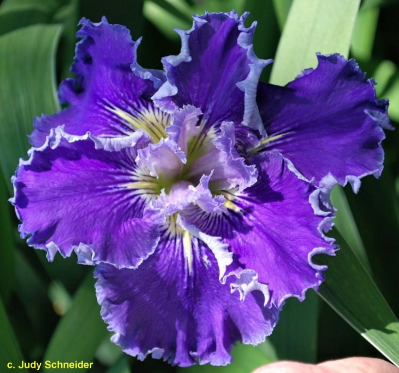 Un fiore di iris louisiana