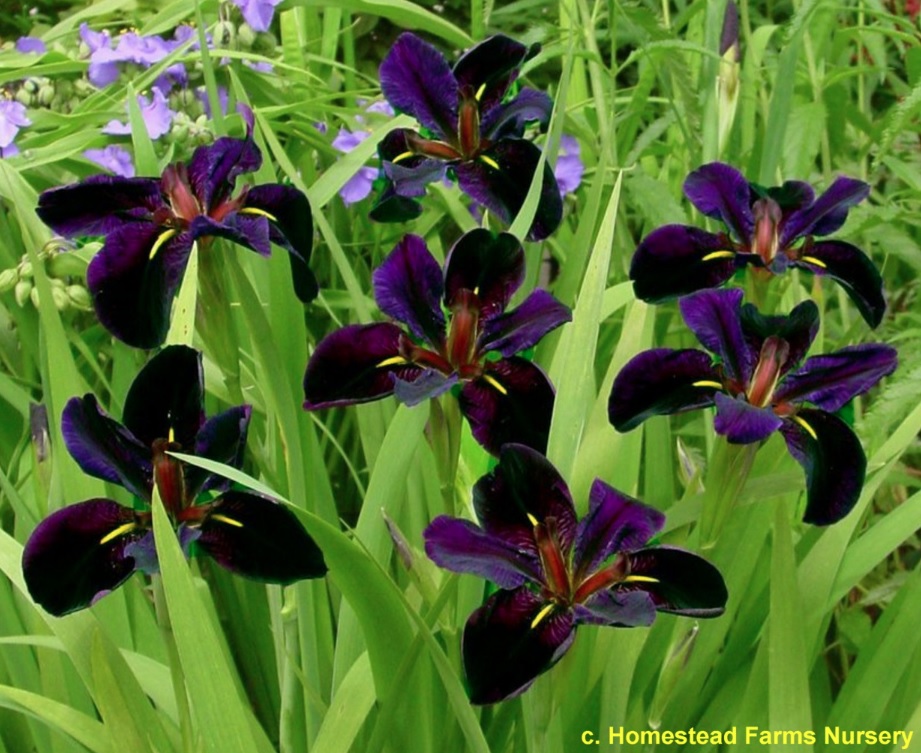 Un cespo di iris louisiana