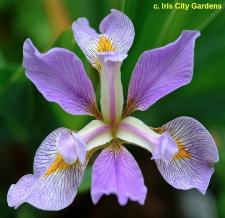 Un fiore di iris virginica