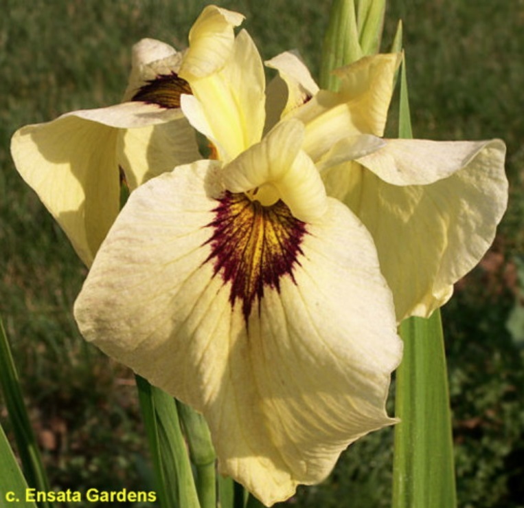 Fiore di iris pseudata, incrocio tra pseudacorus ed ensata