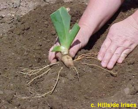 Piantagione del rizoma di iris barbata