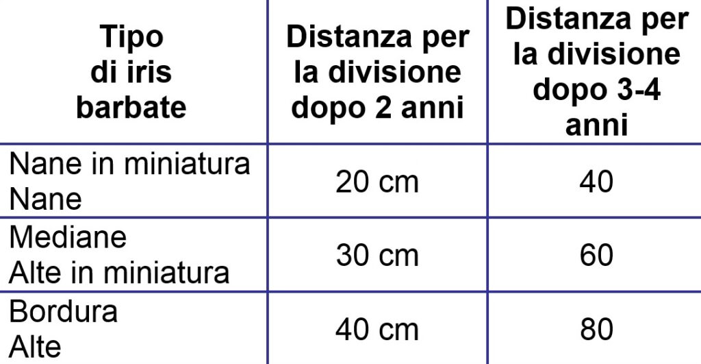 Tabella delle distanze di impianto per le iris barbate