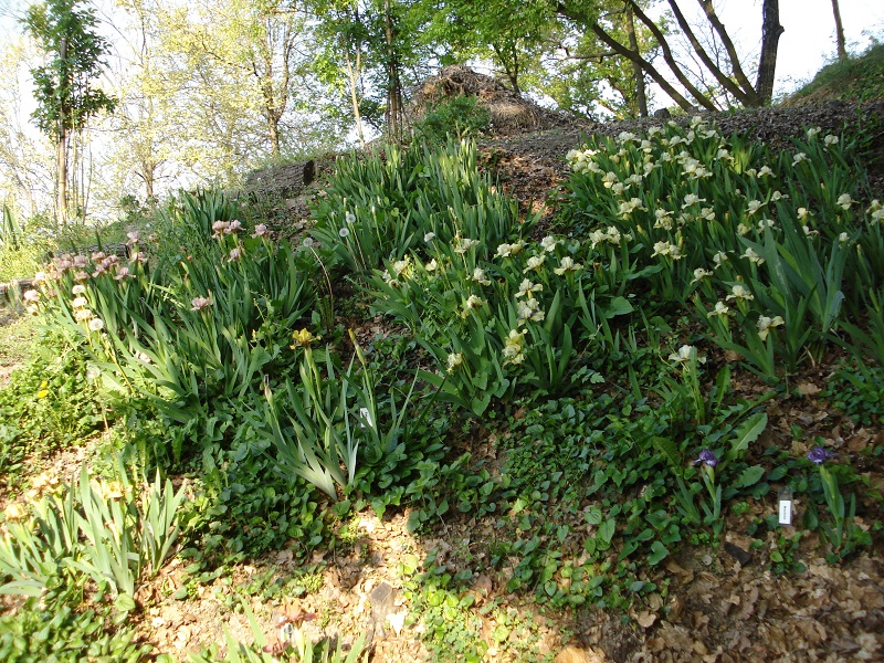 Iris barbate nane fotografate a mezzombra