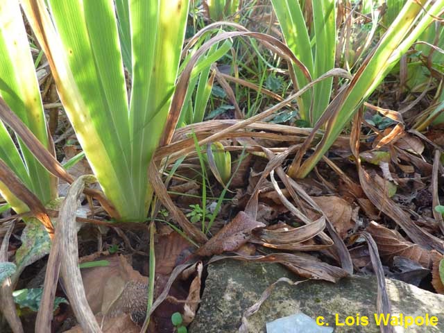 Aspetto delle iris alle ripresa vegetativa