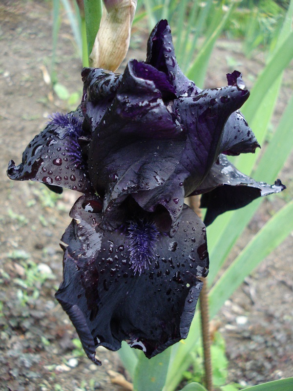 Iris barbata alta Before the Storm