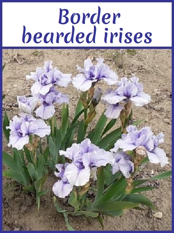 Image with link to border bearded irises