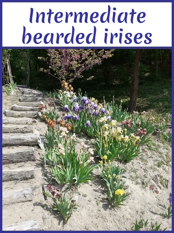Image with link to intermediate bearded irises