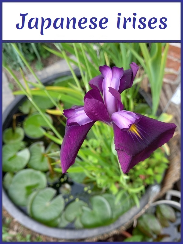 Image with link to japanese irises