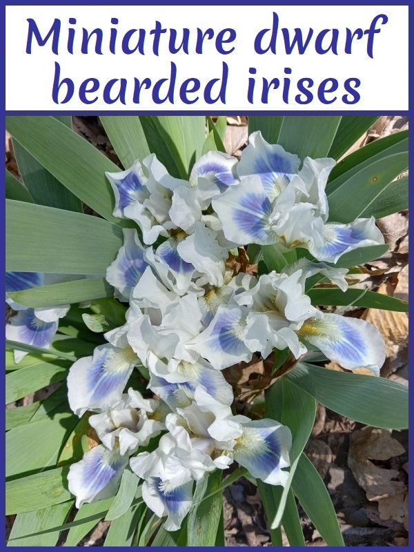 Image with link to miniature dwarf bearded irises