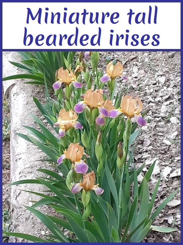 Image with link to miniature tall bearded irises