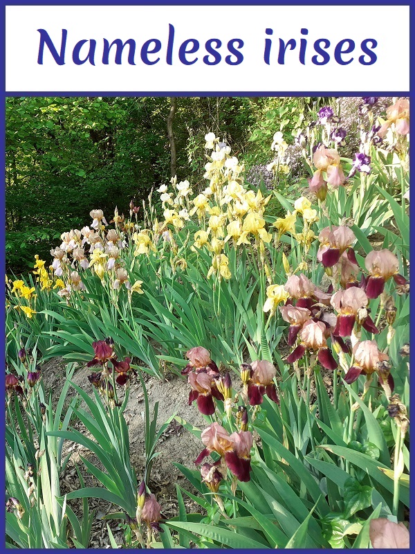 Image with link to nameless irises