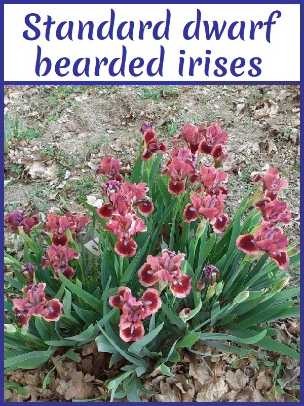 Image with link to standard dwarf bearded irises