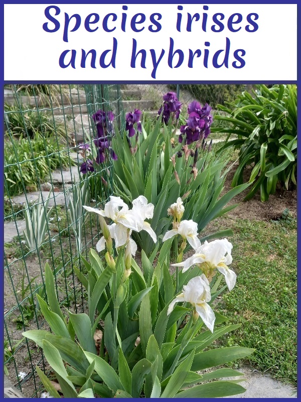 Image with link to species irises and hybrids
