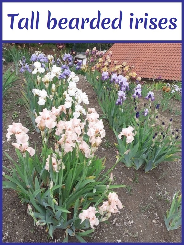 Image with link to tall bearded irises