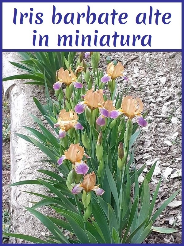 Immagine di collegamento alle iris barbate alte in miniatura