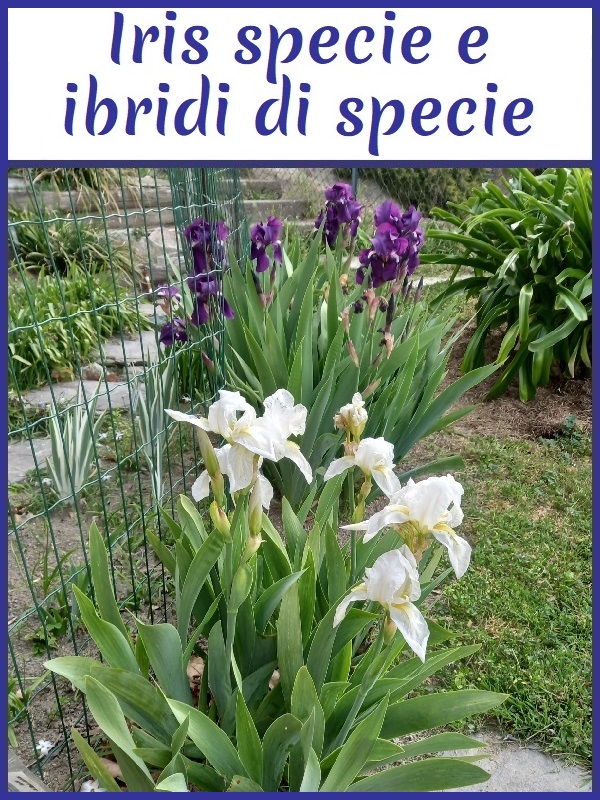 Immagine di collegamento alle iris specie e agli ibridi di specie