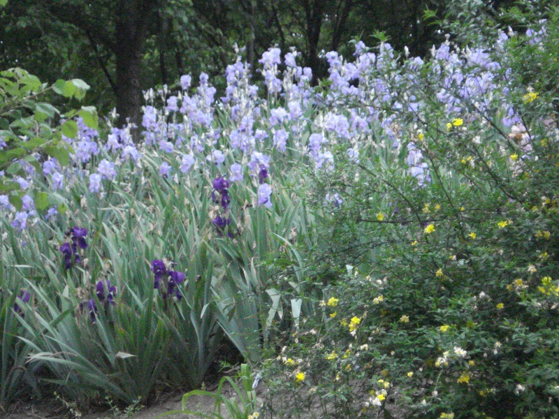 Flowering of species irises