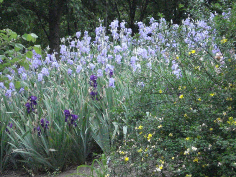 Wilde Schwertlilien in Blüte