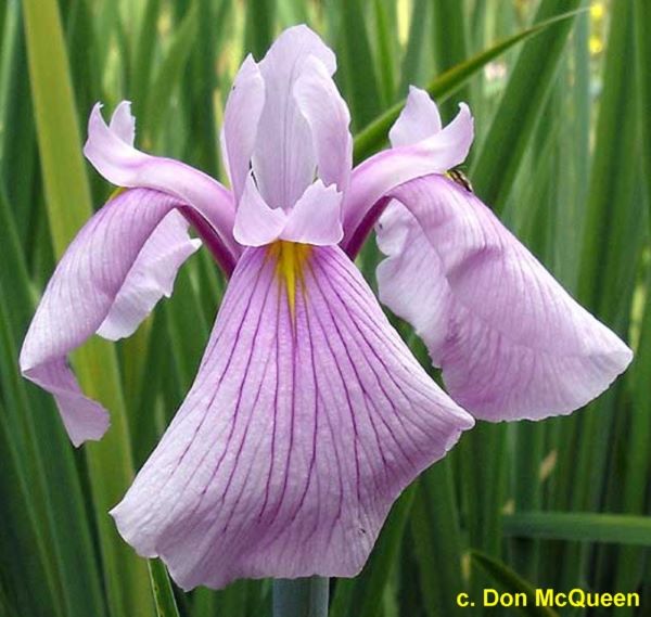 JI Rose Queen, Society for Japanese Irises, 1989