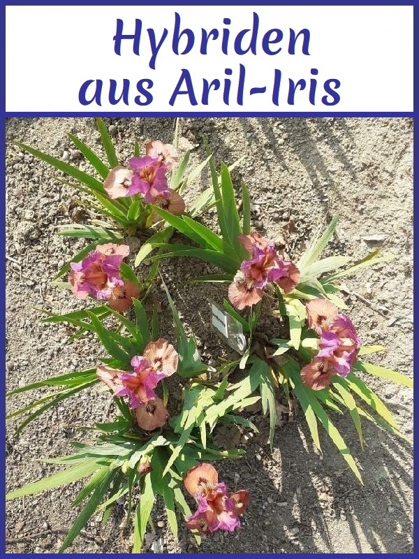Bild mit Verknüpfung zur Seite der Hybriden aus Aril-Iris