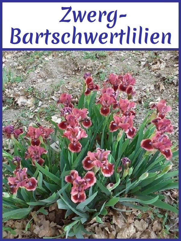 Bild mit Verknüpfung zur Seite der Zwerg-Bartschwertlilien