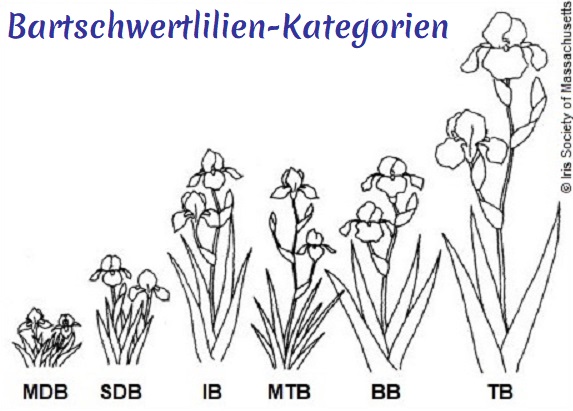 Kategorien von Bartschwertlilien