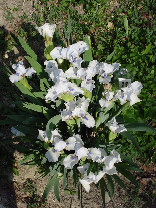 A bouquet of dwarf irises