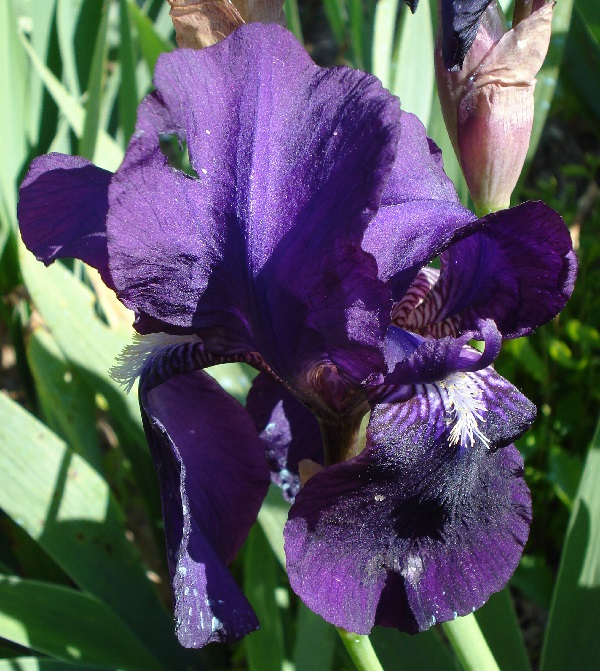 NOID Einfarbiger Klon von iris germanica