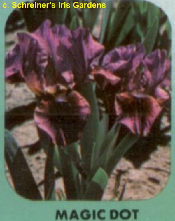 SDB Magic Dot, Schreiner’s Iris Gardens, 1976