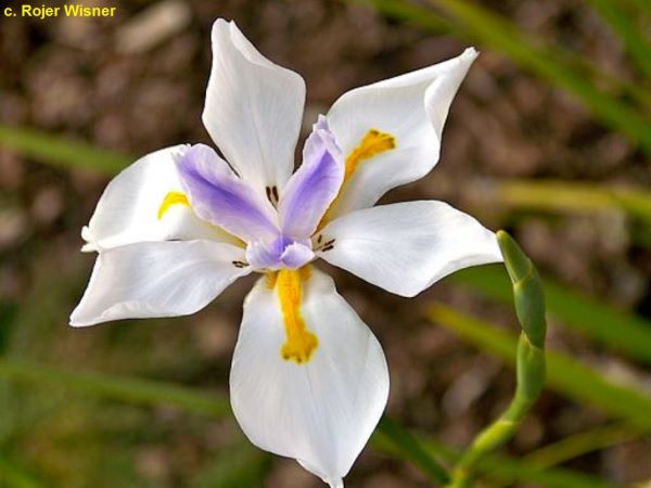 SPEC Dietes grandiflora, Nicholas Edward Brown, 1928