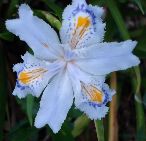 SPEC Iris japonica, Carl Peter Thunberg, 1794