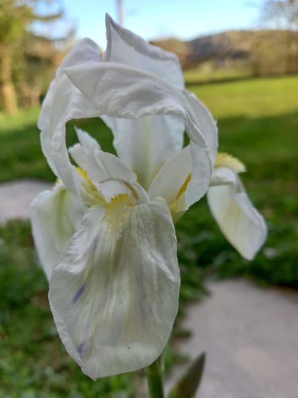 SPEC Iris albicans, Johan Martin Christian Lange, 1860