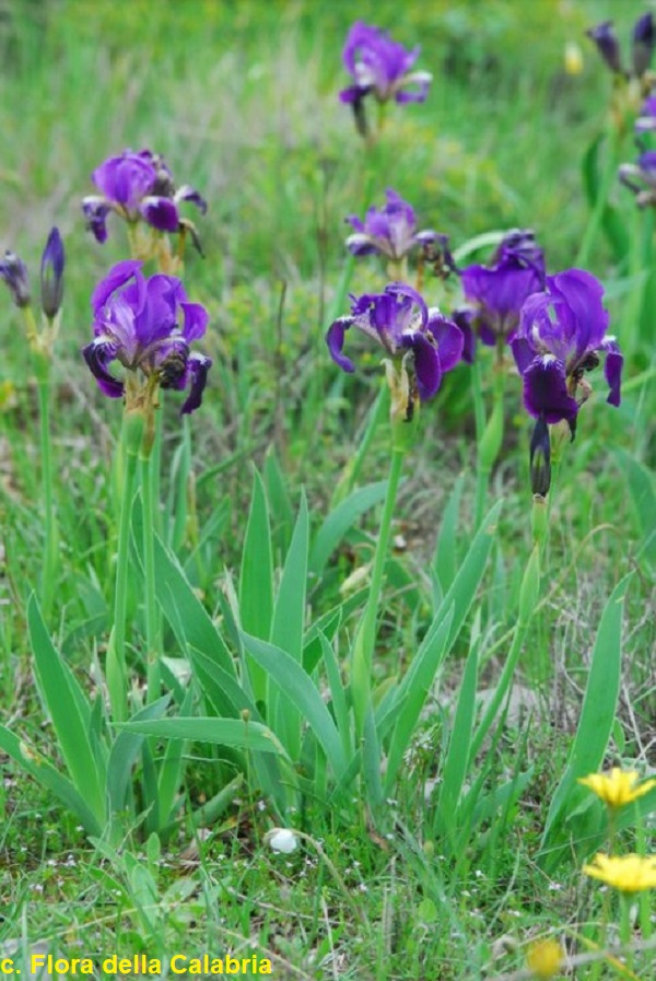 SPEC Iris calabra, Nicola Terracciano, 1900